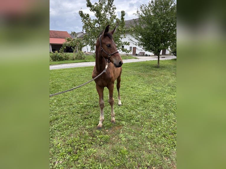 Zangersheider Mare Foal (04/2025) Brown in Erharting