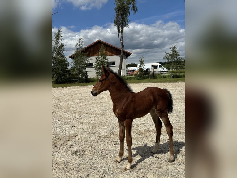 Zangersheider Mare  Brown in ErhartingErharting