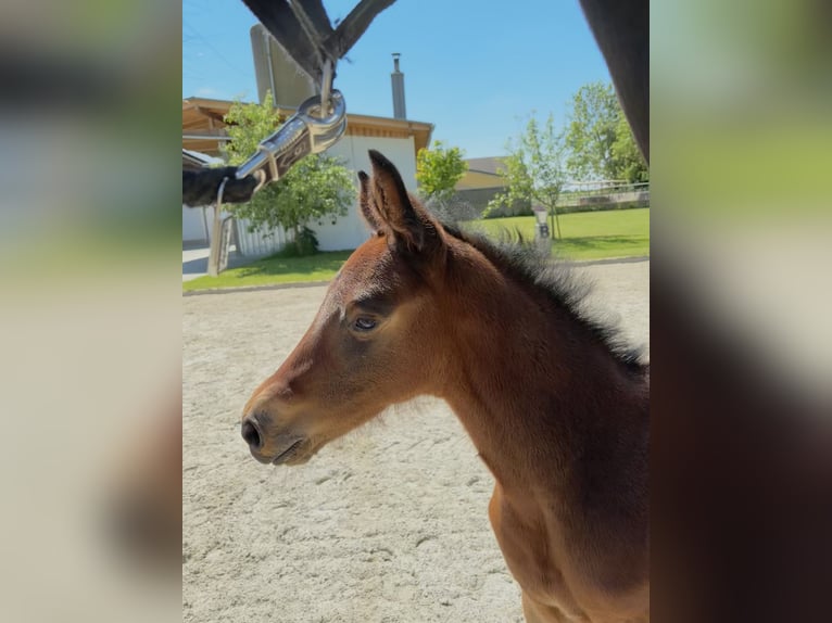 Zangersheider Mare  Brown in ErhartingErharting