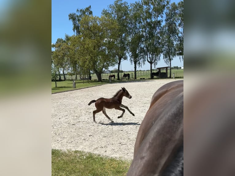Zangersheider Mare  Brown in ErhartingErharting