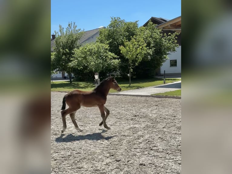 Zangersheider Mare  Brown in ErhartingErharting