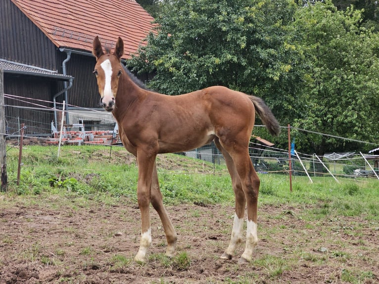 Zangersheider Mare Foal (07/2023) Brown in Reichelsheim