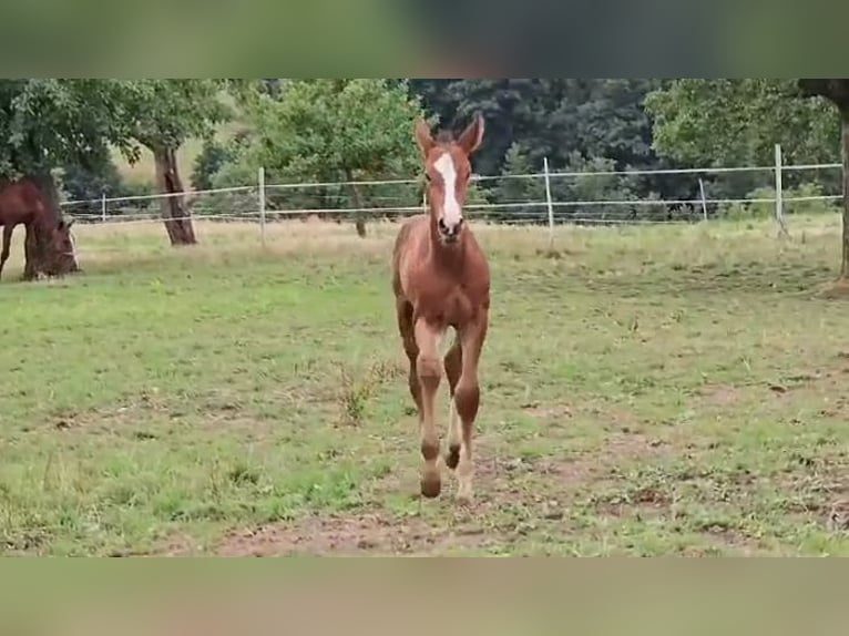 Zangersheider Mare Foal (07/2023) Brown in Reichelsheim