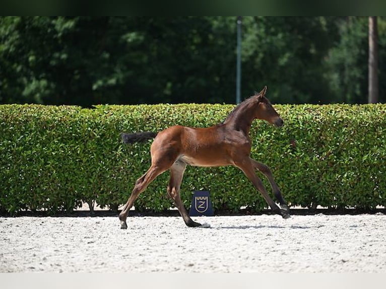 Zangersheider Mare Foal (06/2025) Brown in GROTE-BROGEL