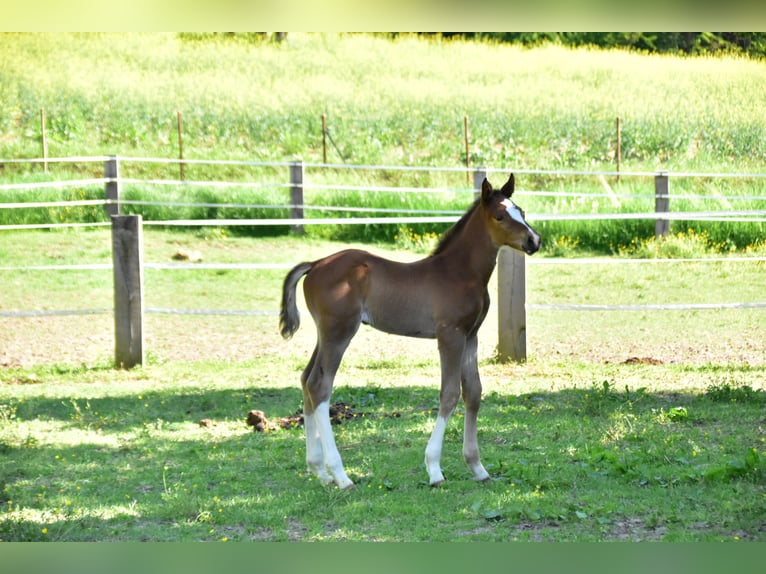 Zangersheider Mare  Brown in GROTE-BROGEL