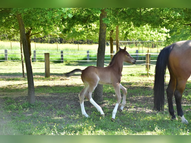 Zangersheider Mare  Brown in GROTE-BROGEL