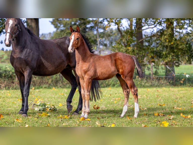 Zangersheider Mare Foal (07/2025) Brown in GROTE-BROGEL