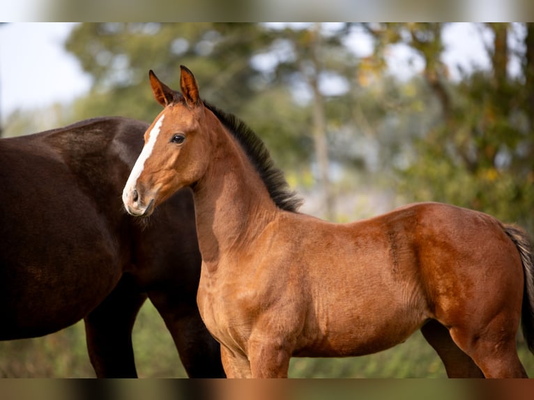 Zangersheider Mare Foal (07/2025) Brown in GROTE-BROGEL