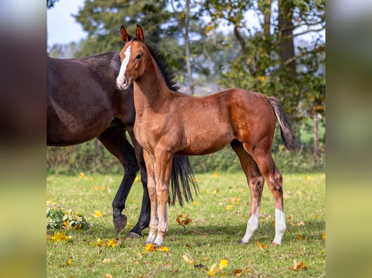 Zangersheider Mare Foal (07/2025) Brown in GROTE-BROGEL