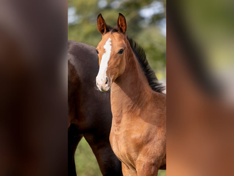 Zangersheider Mare Foal (07/2025) Brown in GROTE-BROGEL
