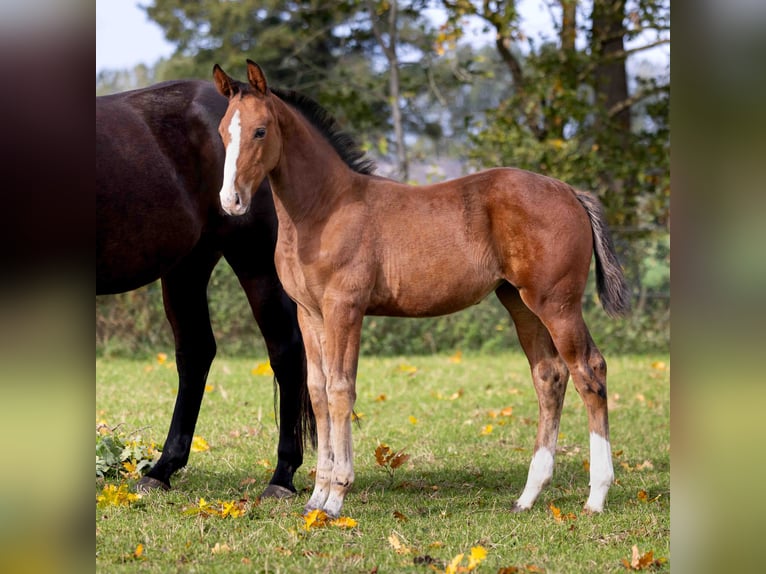 Zangersheider Mare Foal (07/2025) Brown in GROTE-BROGEL