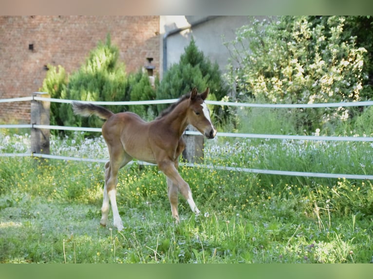 Zangersheider Mare  Brown in GROTE-BROGEL
