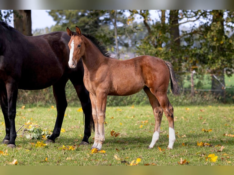 Zangersheider Mare Foal (07/2025) Brown in GROTE-BROGEL