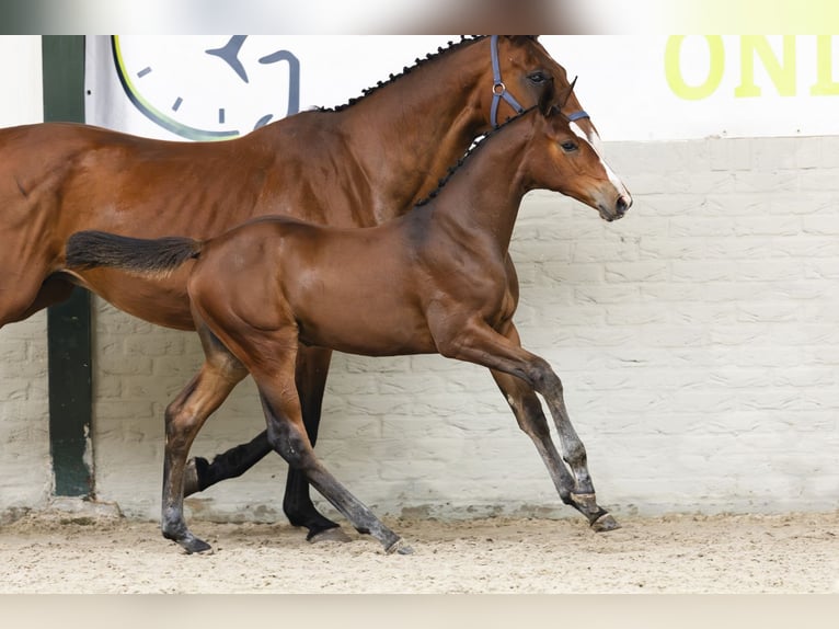 Zangersheider Mare Foal (04/2025) Brown in Heerde