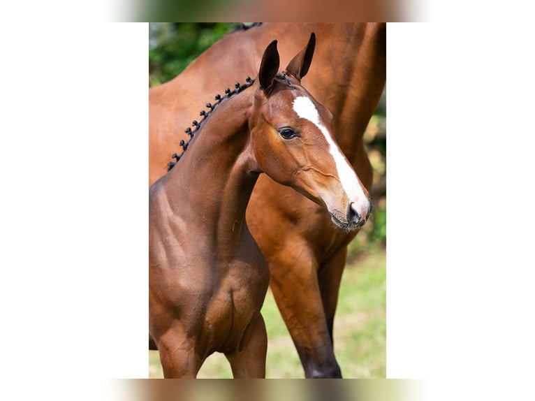 Zangersheider Mare Foal (04/2025) Brown in Heerde