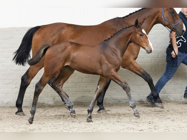 Zangersheider Mare Foal (04/2025) Brown in Heerde