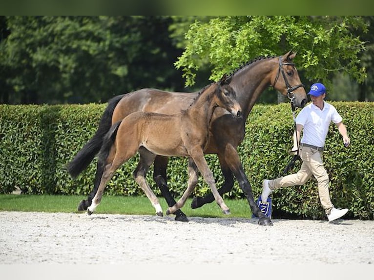 Zangersheider Mare Foal (04/2024) Brown in Ieper