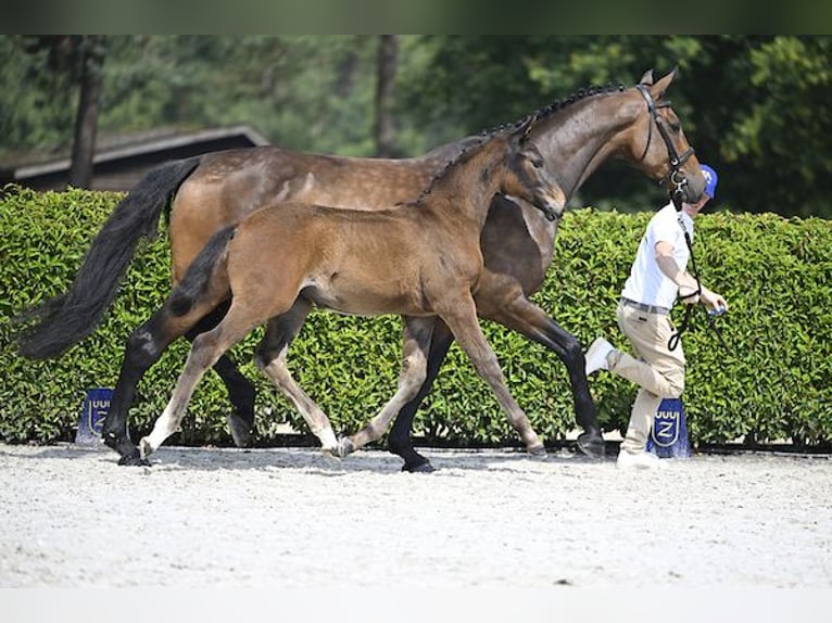 Zangersheider Mare Foal (04/2024) Brown in Ieper