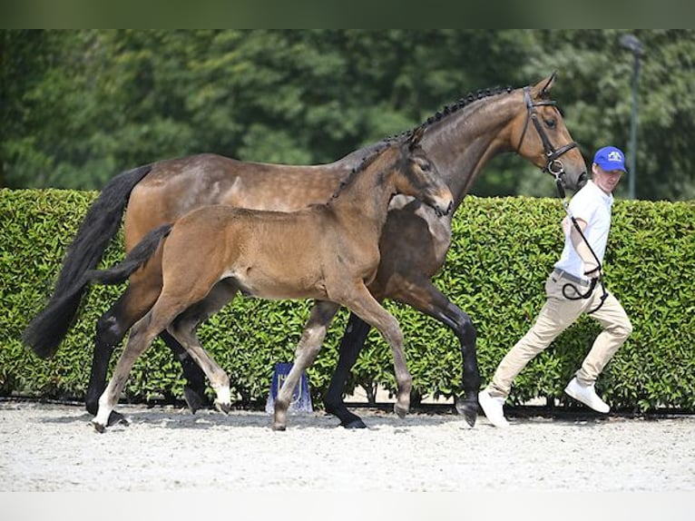 Zangersheider Mare Foal (04/2024) Brown in Ieper