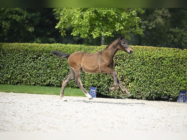 Zangersheider Mare Foal (04/2024) Brown in Ieper