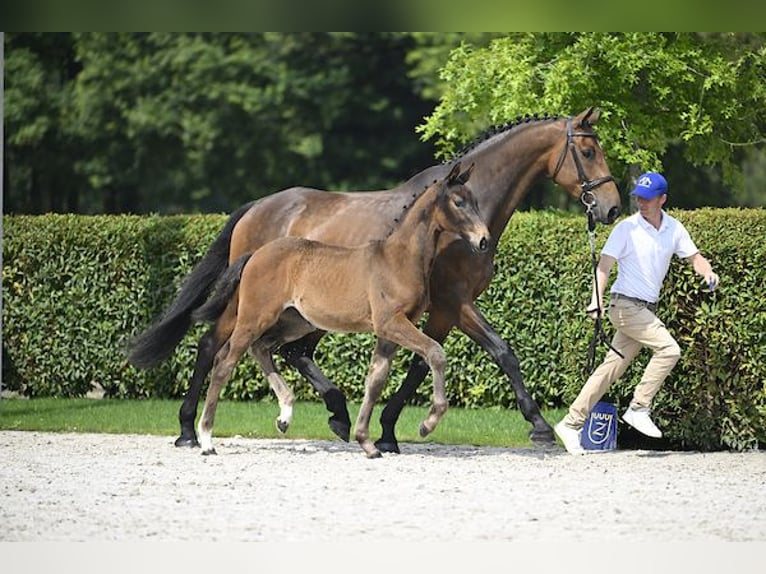 Zangersheider Mare Foal (04/2024) Brown in Ieper