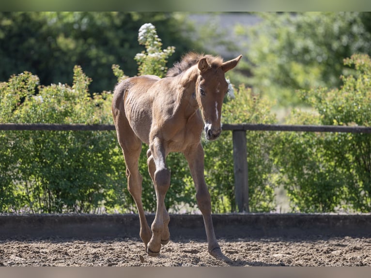 Zangersheider Mare  Can be white in Storkow (Mark)