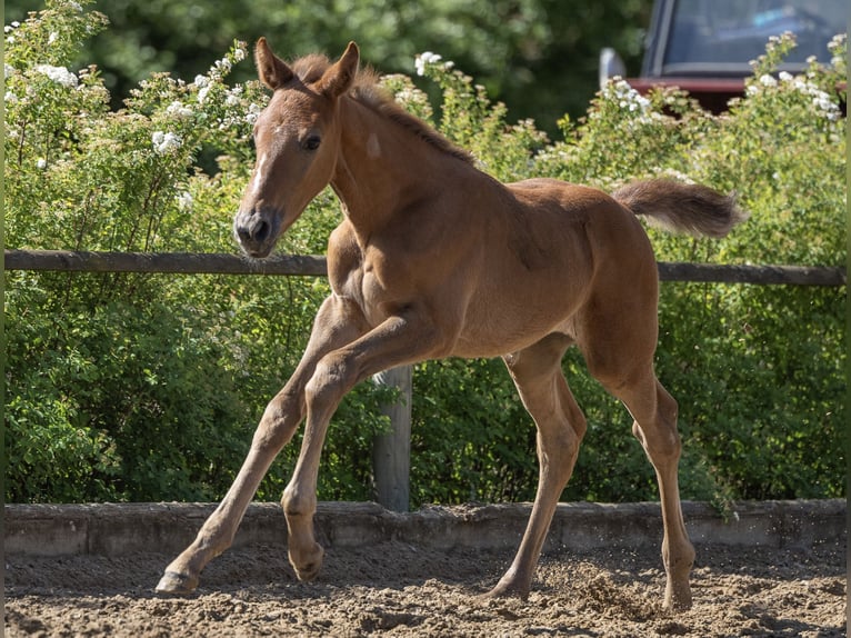 Zangersheider Mare  Can be white in Storkow (Mark)