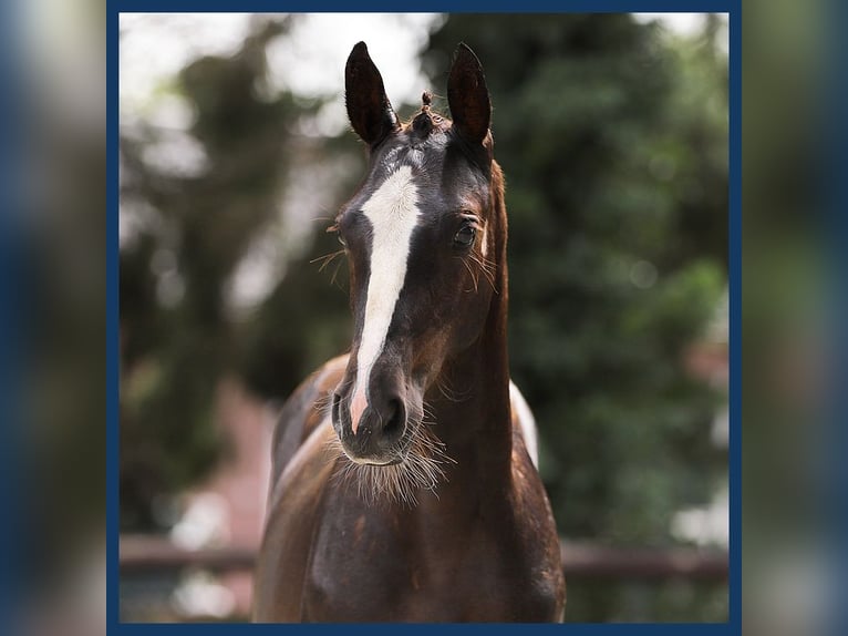 Zangersheider Mare Foal (03/2024) Chestnut-Red in Gieten