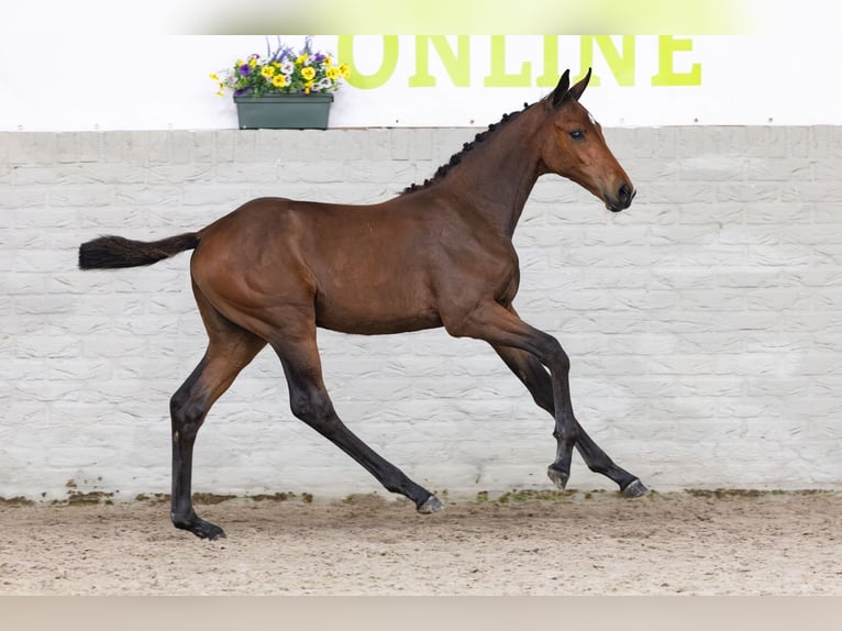 Zangersheider Mare Foal (03/2026) Chestnut-Red in Heerde