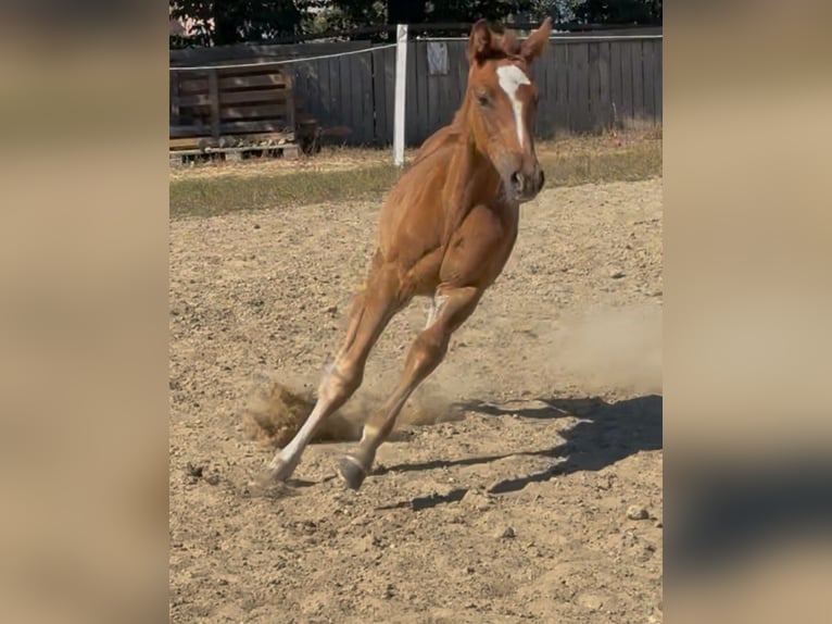 Zangersheider Mare Foal (01/2025) Chestnut-Red in Heusden zolder
