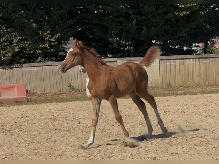 Zangersheider Mare Foal (01/2025) Chestnut-Red in Heusden zolder