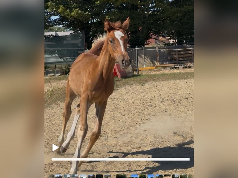 Zangersheider Mare Foal (01/2025) Chestnut-Red in Heusden zolder