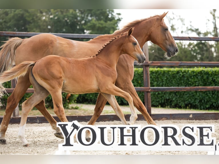 Zangersheider Mare Foal (04/2026) Chestnut-Red in Waddinxveen