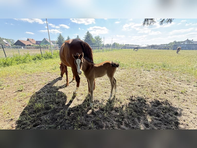 Zangersheider Mare Foal (05/2026) Chestnut in Bronków