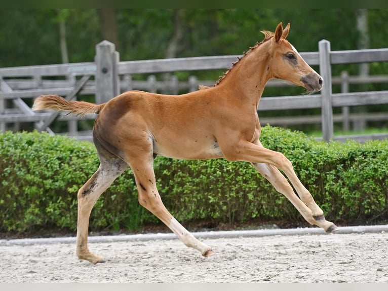 Zangersheider Mare  Chestnut in Neerglabbeek