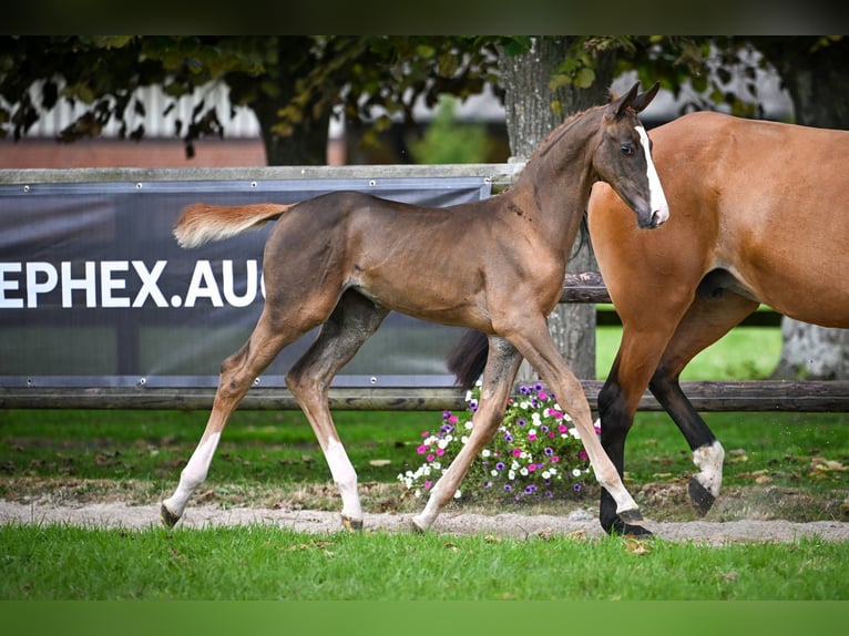 Zangersheider Mare Foal (05/2025) Chestnut in Wolvertem