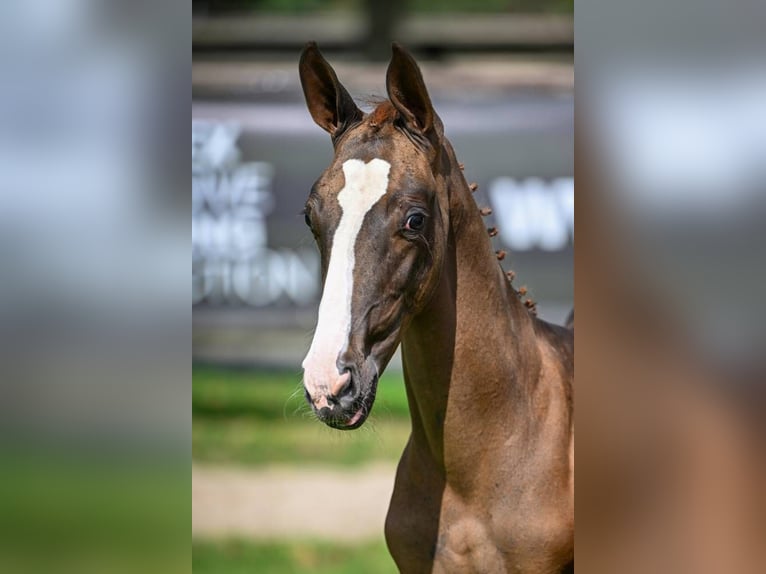 Zangersheider Mare Foal (05/2025) Chestnut in Wolvertem