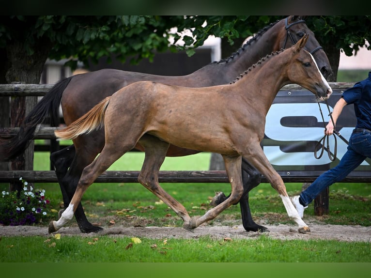Zangersheider Mare Foal (01/2025) Chestnut in Wolvertem