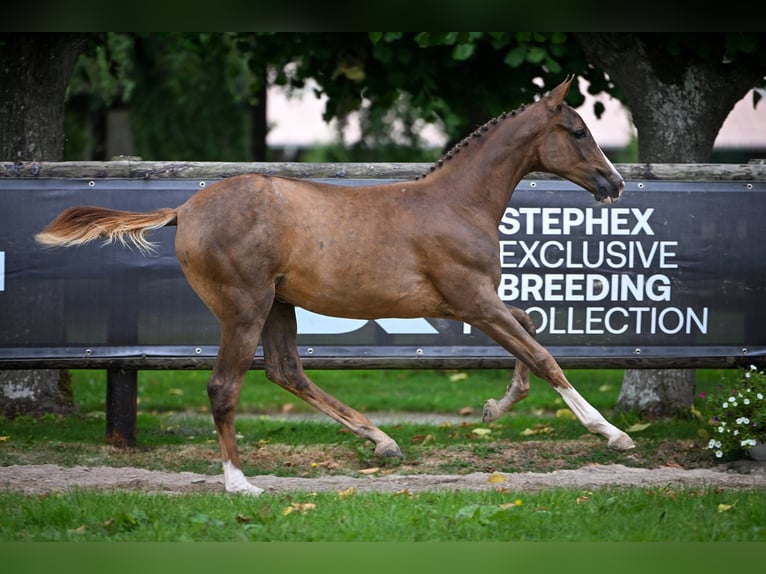 Zangersheider Mare Foal (01/2025) Chestnut in Wolvertem