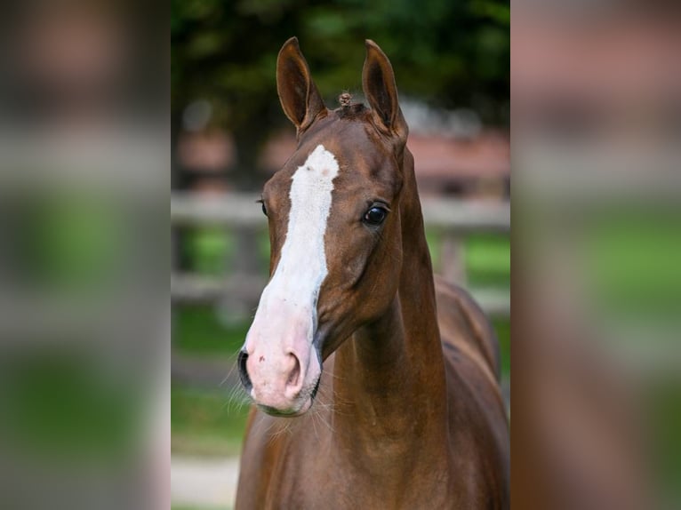 Zangersheider Mare Foal (01/2025) Chestnut in Wolvertem