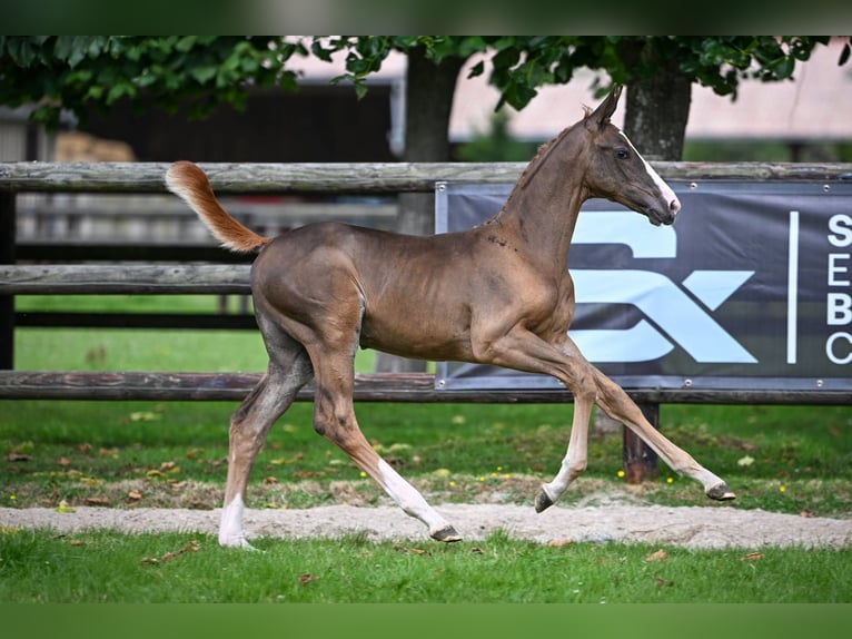 Zangersheider Mare Foal (05/2025) Chestnut in Wolvertem
