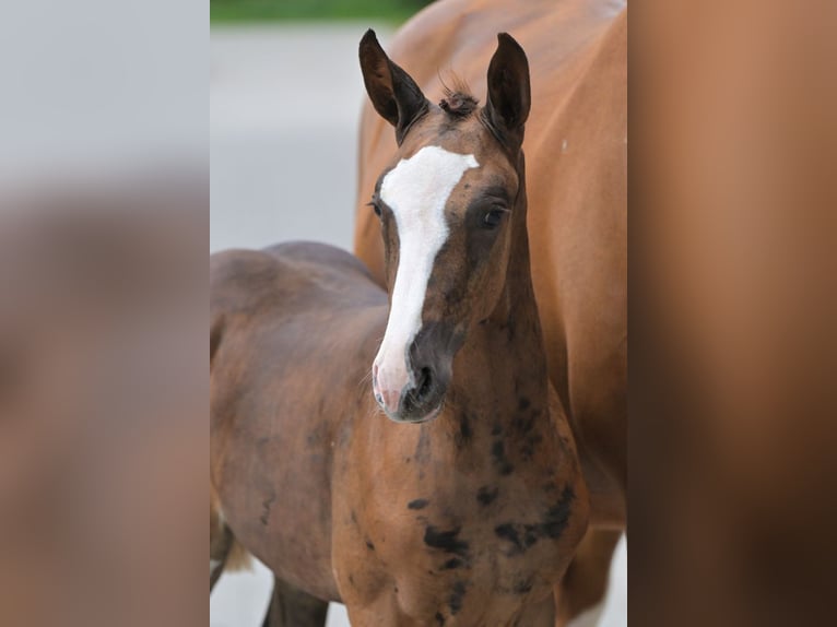 Zangersheider Mare Foal (06/2025) Chestnut in Zelle