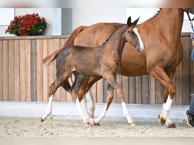 Zangersheider Mare Foal (06/2025) Chestnut in Zelle