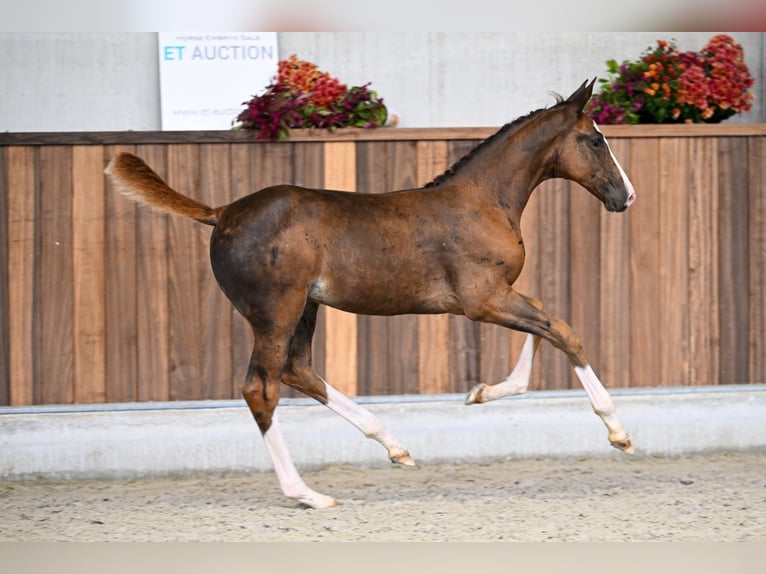 Zangersheider Mare Foal (06/2025) Chestnut in Zelle