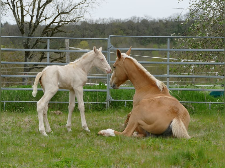 Zangersheider Mare  Cremello in MONFLANQUIN