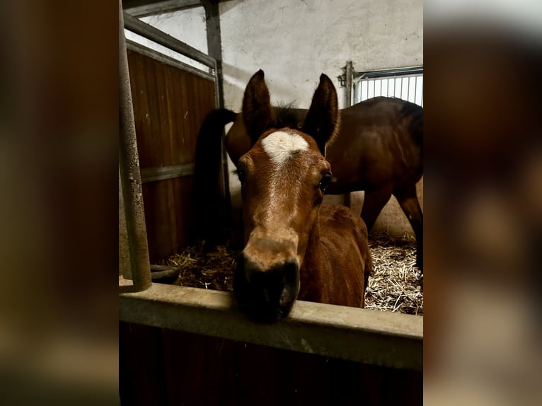 Zangersheider Mare Foal (03/2024) in Gosselies