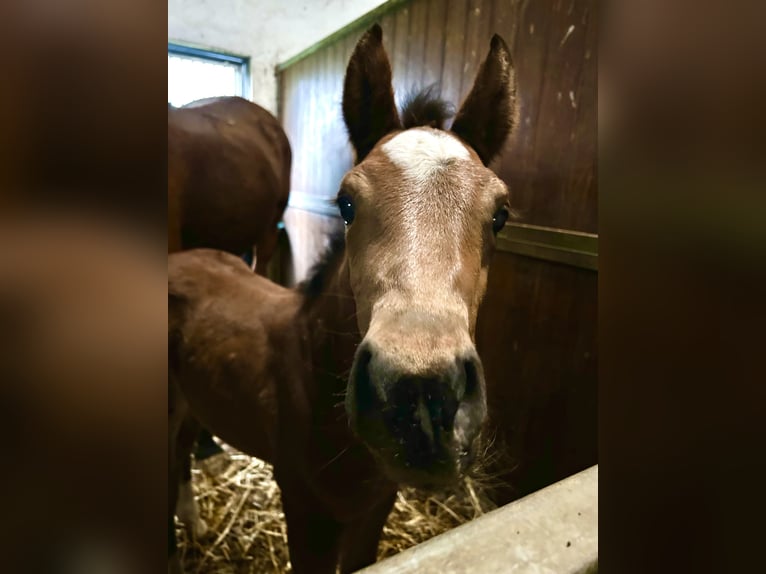 Zangersheider Mare Foal (03/2024) in Gosselies