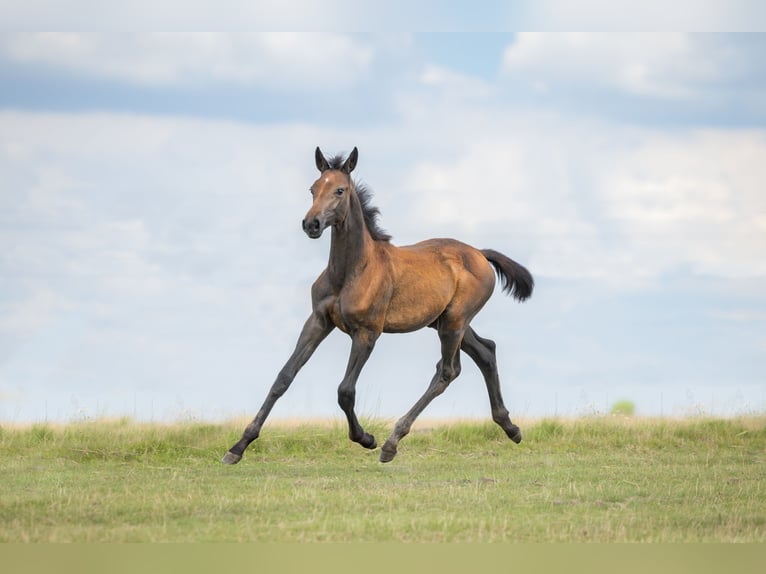 Zangersheider Mare Foal (04/2024) Gray in Wudzyn