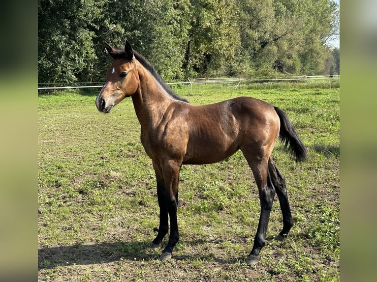 Zangersheider Mare Foal (05/2024) Gray in Cuggiono