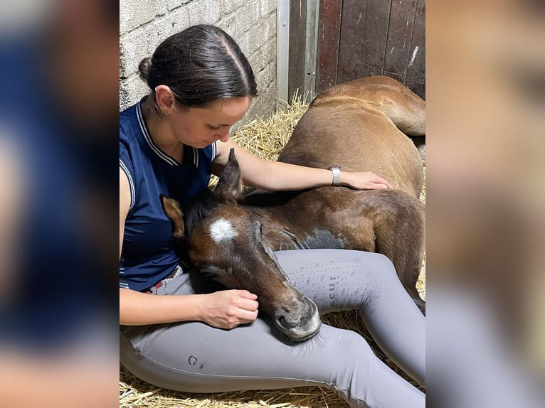 Zangersheider Mare  Gray in Wanssum